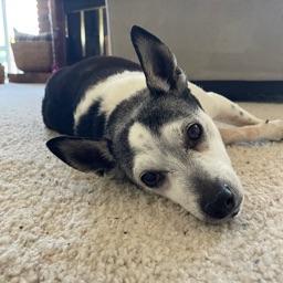 A picture of a doggy